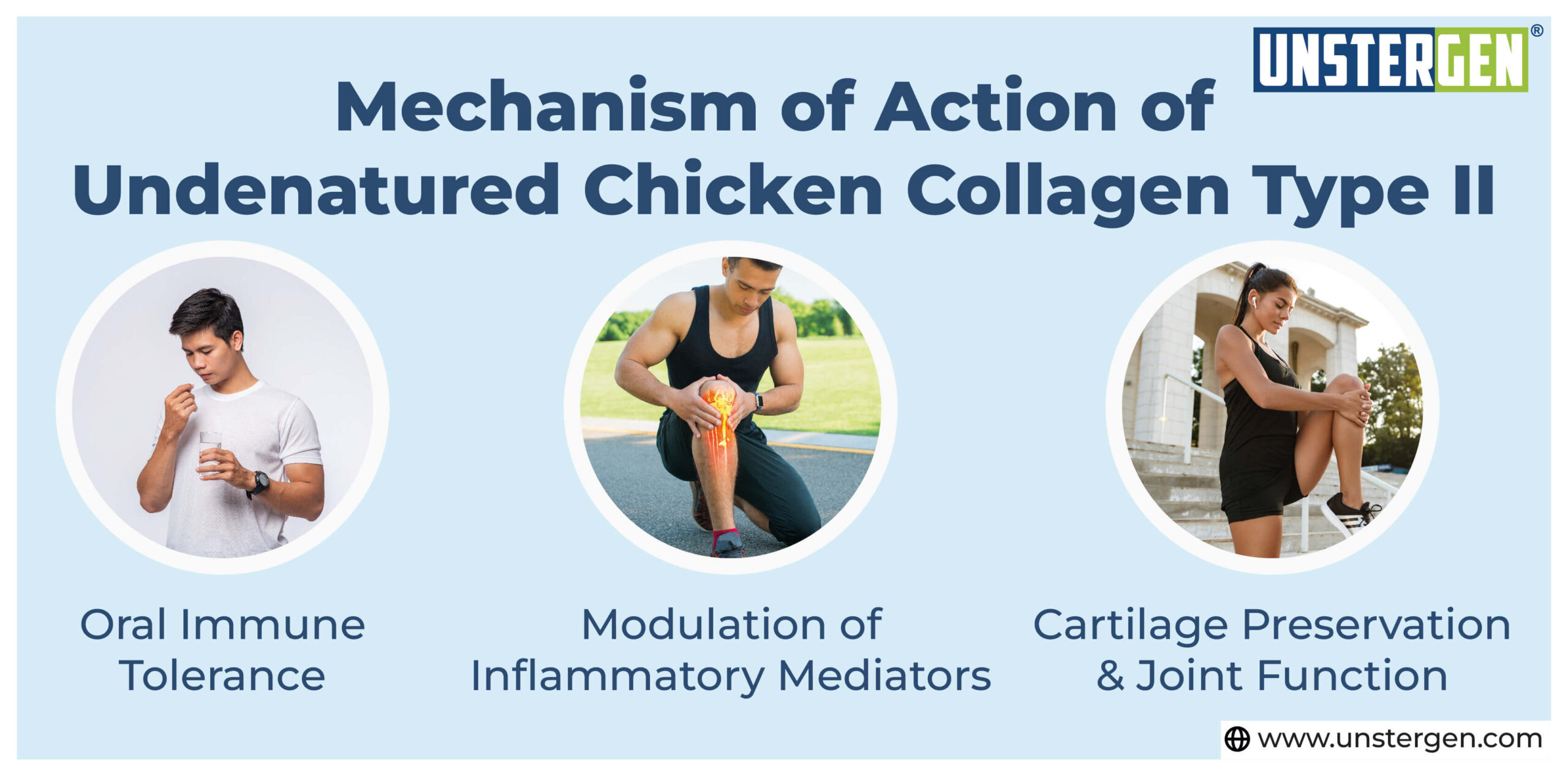 Mechanism of Action of Undenatured Chicken Collagen Type II