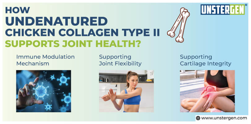 How Undenatured Chicken Collagen Type II Supports Joint Health? How Undenatured Chicken Collagen Type II Supports Joint Health?